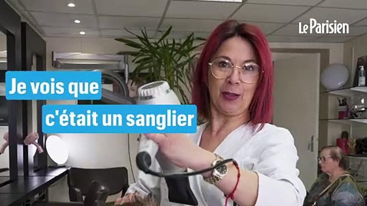 « Il a tout défoncé » : son salon de coiffure saccagé par un sanglier blessé par des chasseurs