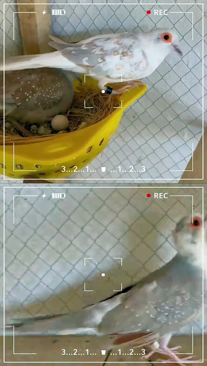 Pets life #dove #dovelover #pet