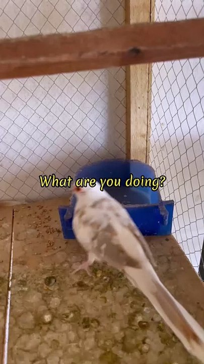 Pets life #dove #dovelover #pet