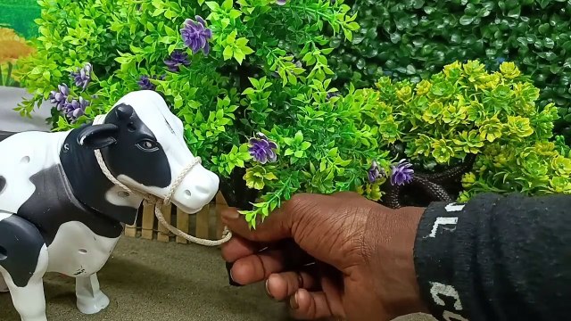 Mantap... !!! Proses Potong Sapi Kurban | Truk Oleng Menurunkan Sapi Lucu dan tractor angkut sapi