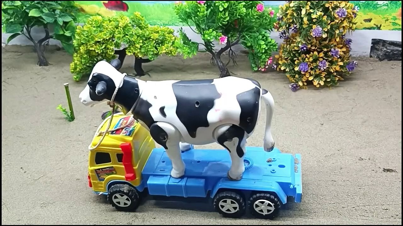 WADIDAU PROSES POTONG SAPI ‼️ SIMULASI POTONG SAPI l MANUSIA KARDUS,