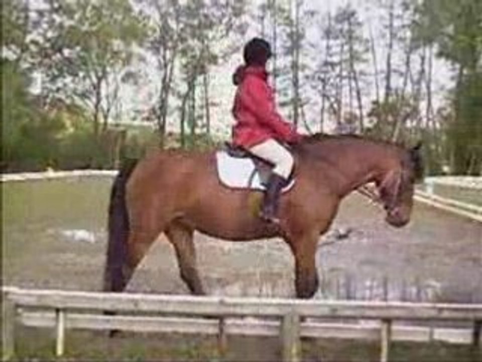 Concour dressage 1er Mai