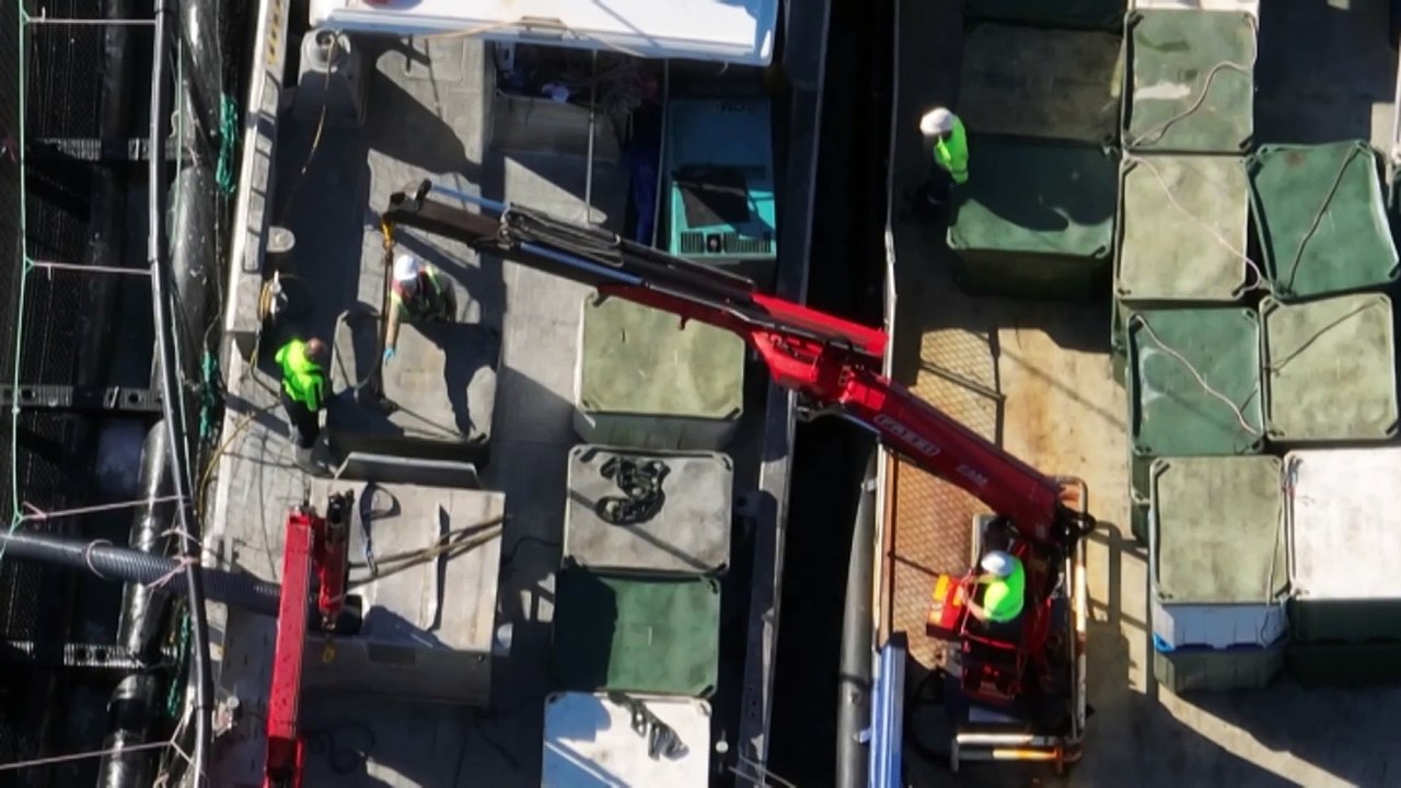 Tasmanian salmon industry reeling from largest-ever fish deaths event as EPA launches investigation