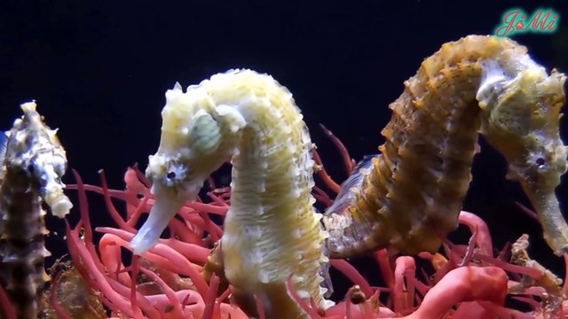 Những Kiểu Sinh Sản Kỳ Lạ Của Động Vật Trong Tự Nhiên