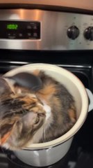 Person Places Cats in Pan and Moves Spoon in Stirring Motion Over Their Bodies