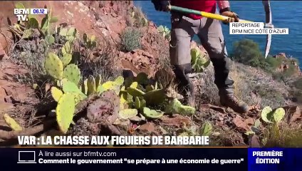 Var: l'ONF lance une campagne d'arrachage des figuiers de barbarie, qui menacent la biodiversité du Var du Massif de l'Esterel