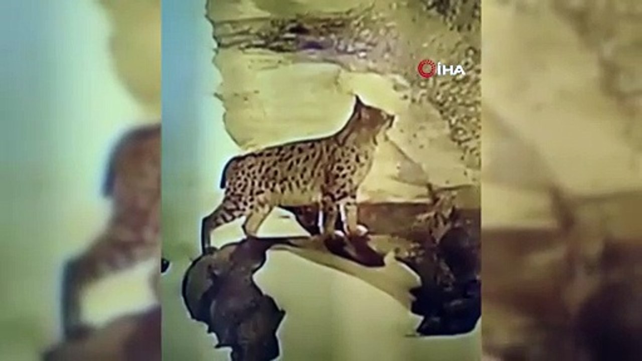 Açlıktan köye inen vaşak yiyecek aradı