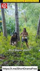 The Strange Romance With A Savage 💕 Completed Short Drama