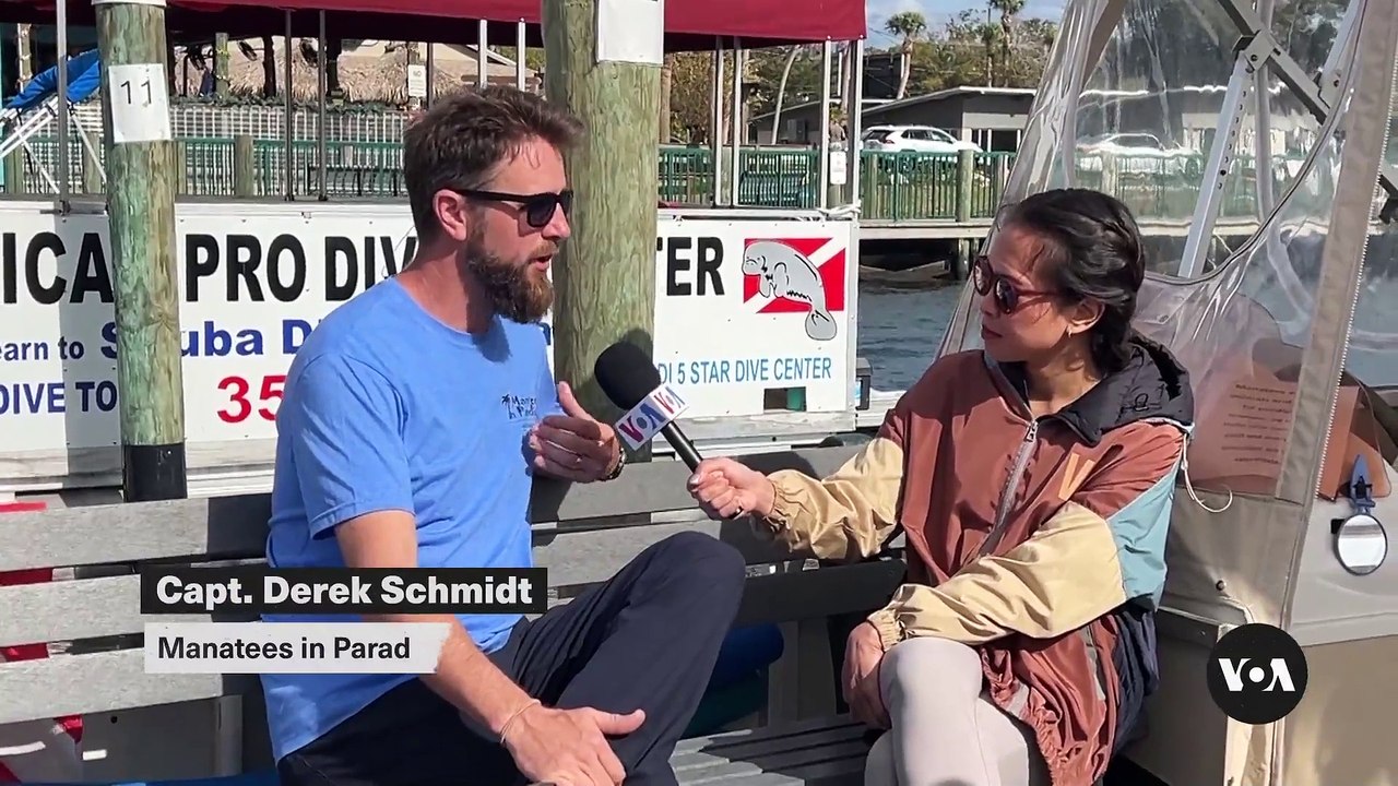 Florida’s Manatees in Danger: Boat Strikes & Environmental Threats