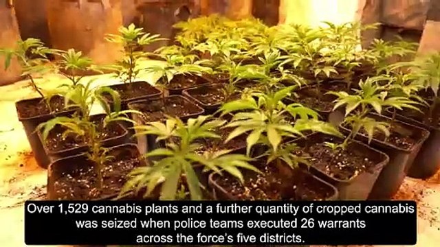 Watch as over £1.6m worth of cannabis plants seized as police raid homes across Leeds