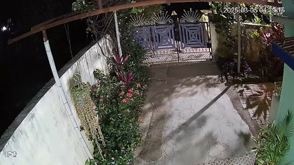 तेंदुआ ने किया मुर्गे का शिकार