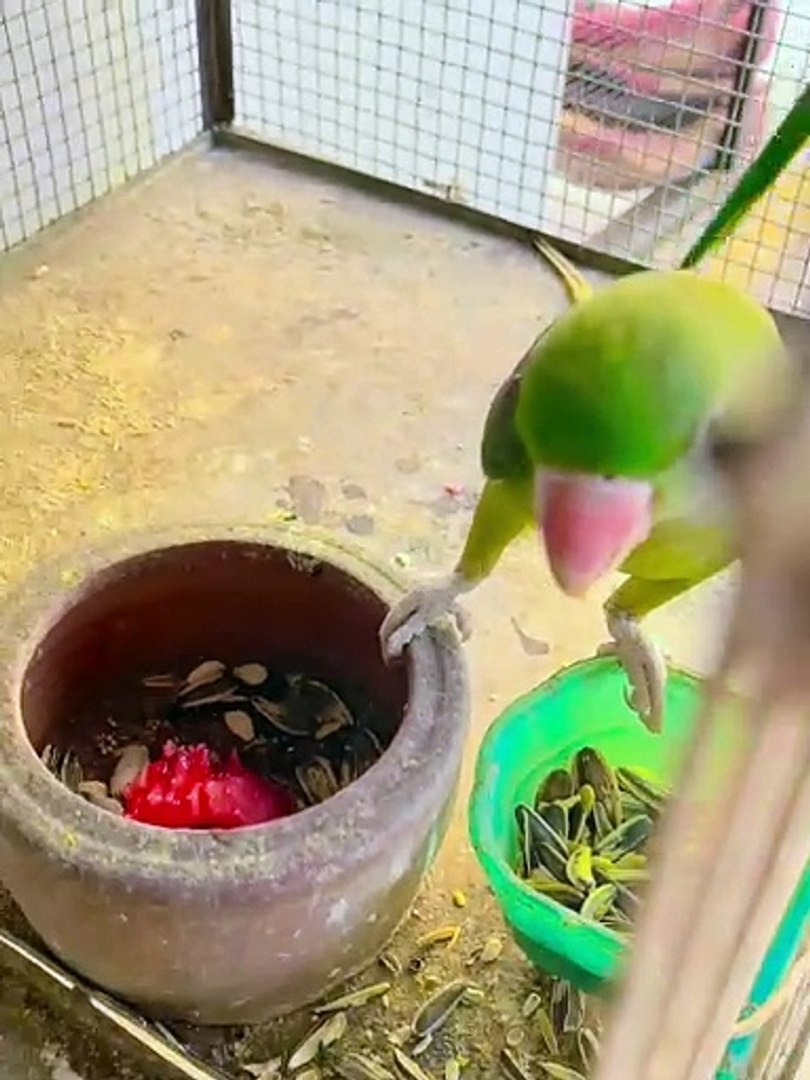 ⁣Pets life #parrot #alexanderparrot #swinsonlorry #bird #pets