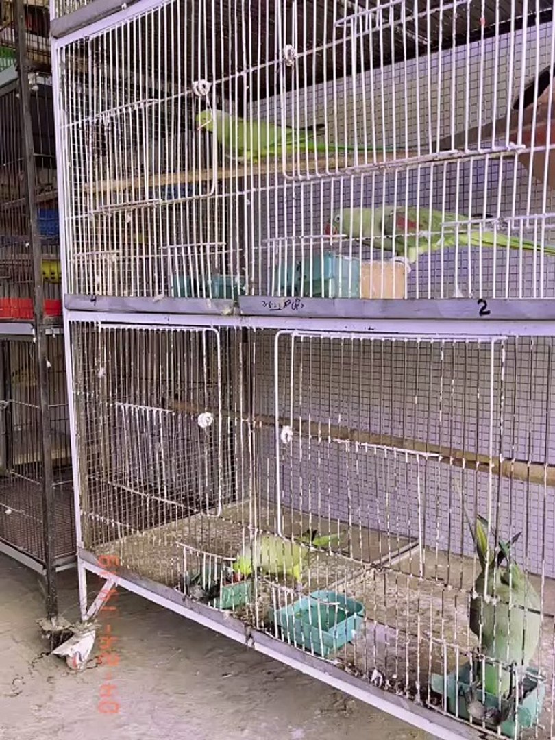 ⁣Pets life #parrot #alexanderparrot #swinsonlorry #bird #pets