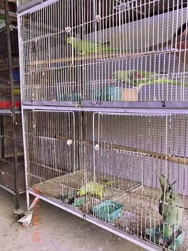 Pets life #parrot #alexanderparrot #swinsonlorry #bird #pets