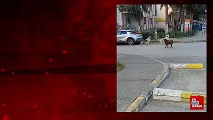 Kocaeli'de başıboş köpekler tehlike saçıyor