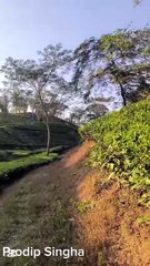 Nature vibe in kulaura