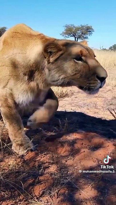 Hungry wildlife