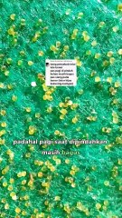 Penyebab telur lele gagal menetas (BONOR) padahal pagi terlihat bagus