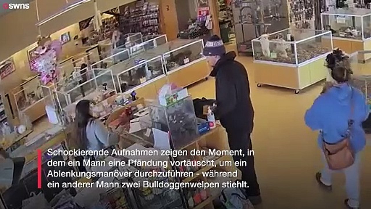Mann täuscht Krampfanfall vor, um Welpen aus Zoohandlung zu stehlen