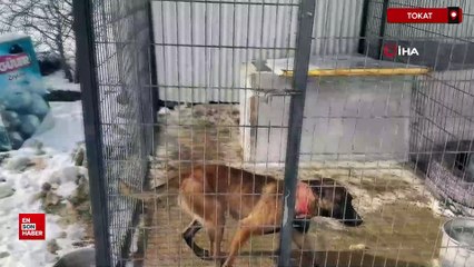 Tokat'ta öğretmenlikten vazgeçti, av köpeği eğitiyor