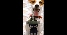 Mon chien sait-il vraiment sourire ?