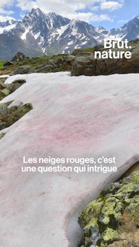 Ils veulent comprendre ces algues rouges qui menacent les glaciers