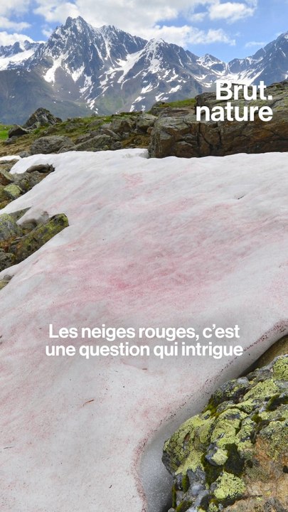 Ils veulent comprendre ces algues rouges qui menacent les glaciers