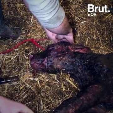 À quoi ressemble le quotidien d'un vétérinaire en zone rurale ?