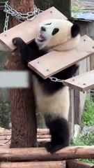 🐼🌿 **Unleash the Adorability: 10 Fascinating Facts About Pandas!** 🌿🐼