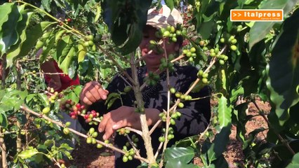 Cambiamenti climatici, a rischio 1 coltura su 3