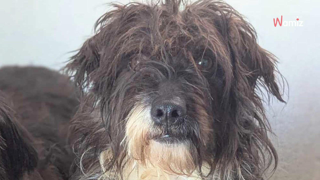Maltraitée, elle vivait avec une vingtaine de chiens sans surveillance : elle vous attend pour découvrir l'amour
