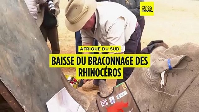 Afrique du sud : le braconnage a baissé de 16 % en 2024