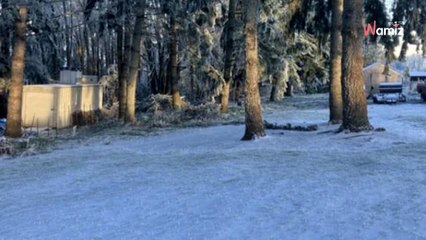 Seules les personnes avec des yeux de lynx peuvent voir le chien sur cette photo