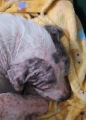 Mimi and Murphy were rescued by the RSPCA after being abandoned in Coventry