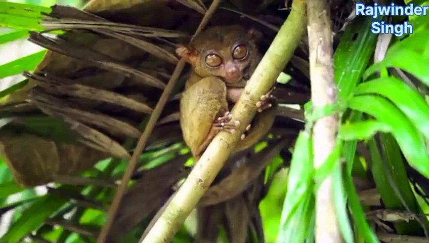 Beautiful Animals Collection In 4K FULLY HD