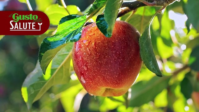 Scienza & Salute: 'La mela, frutto iconico della salute'