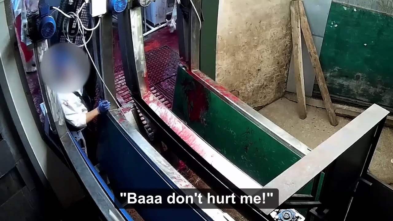 Shocking footage shows terrified sheep being horrifically beaten at a halal abattoir as cruel staff played wolf howling sounds to them as they died.