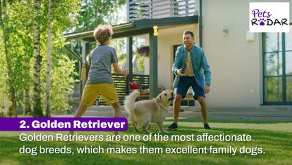 10 Most Affectionate Dog Breeds