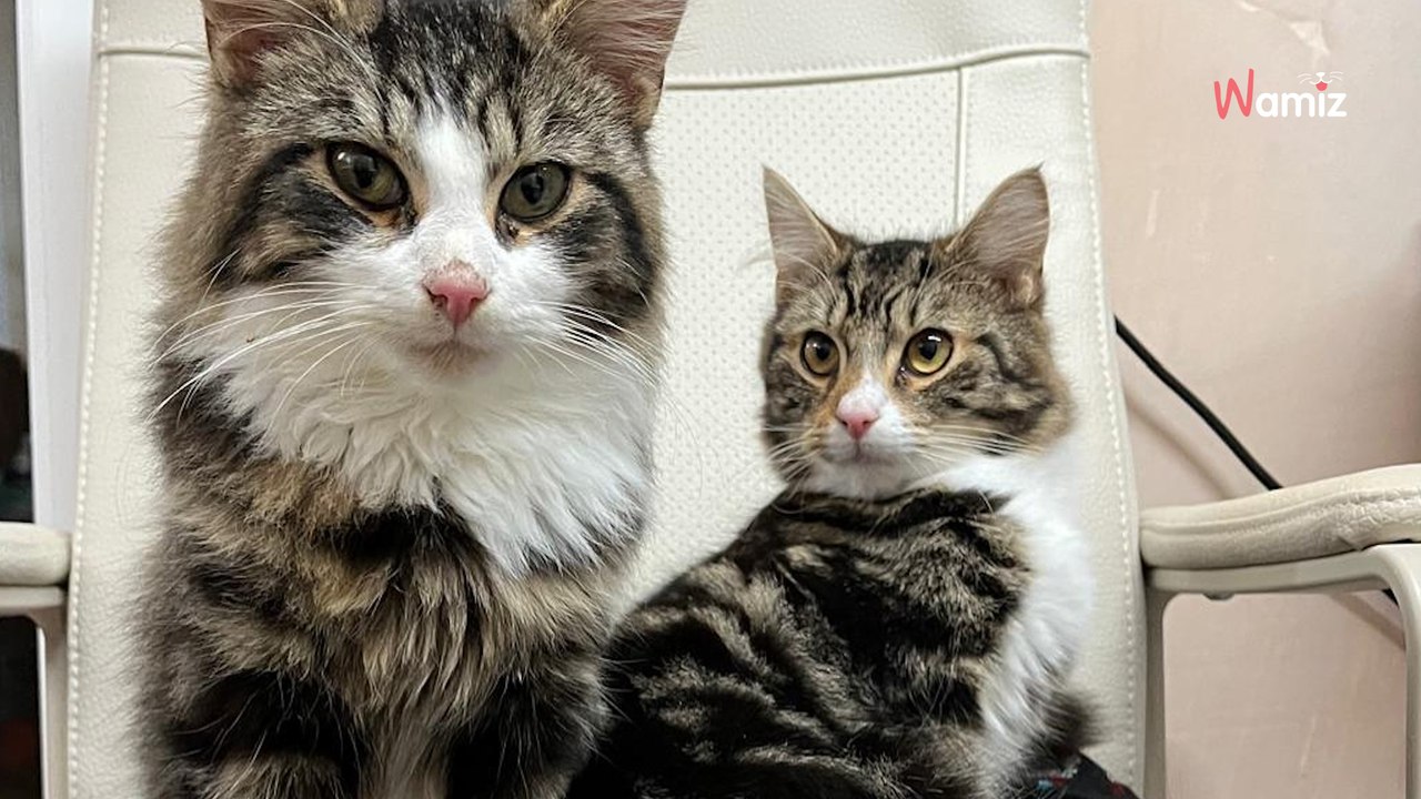 Elle découvre un chaton sous son lit : une semaine plus tard, le voisin sonne à la porte avec une autre « surprise »