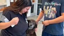 Un perro callejero llega a un refugio: un anuncio en Facebook hace llorar a los voluntarios