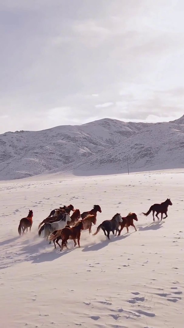 ⁣Horses running