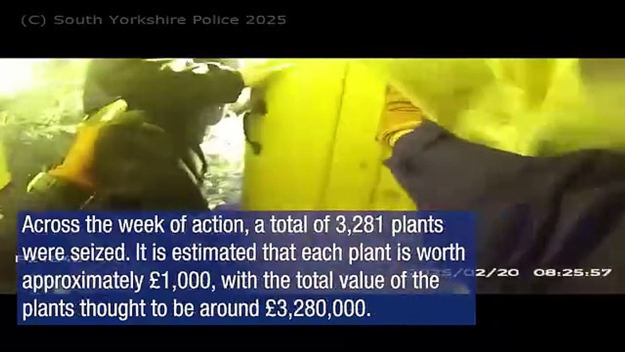 Operation Mille: Police ram door down in series of raids to seize £3m of cannabis across South Yorkshire
