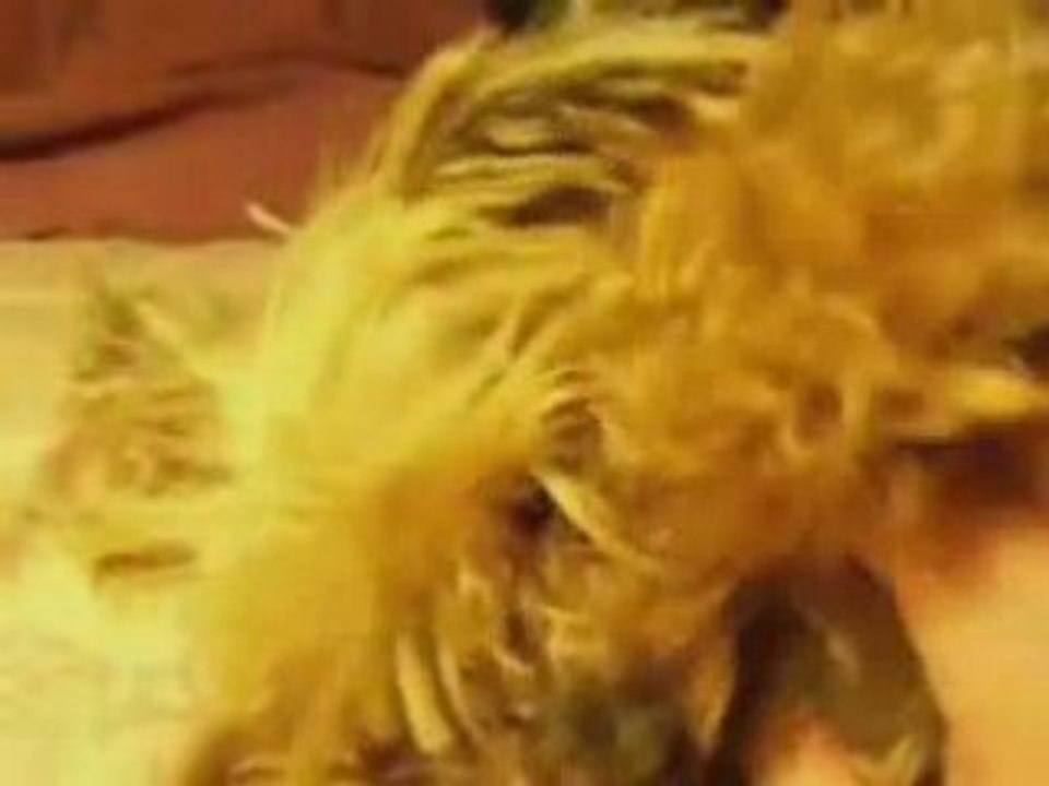 pilou et georges - pilou and georges