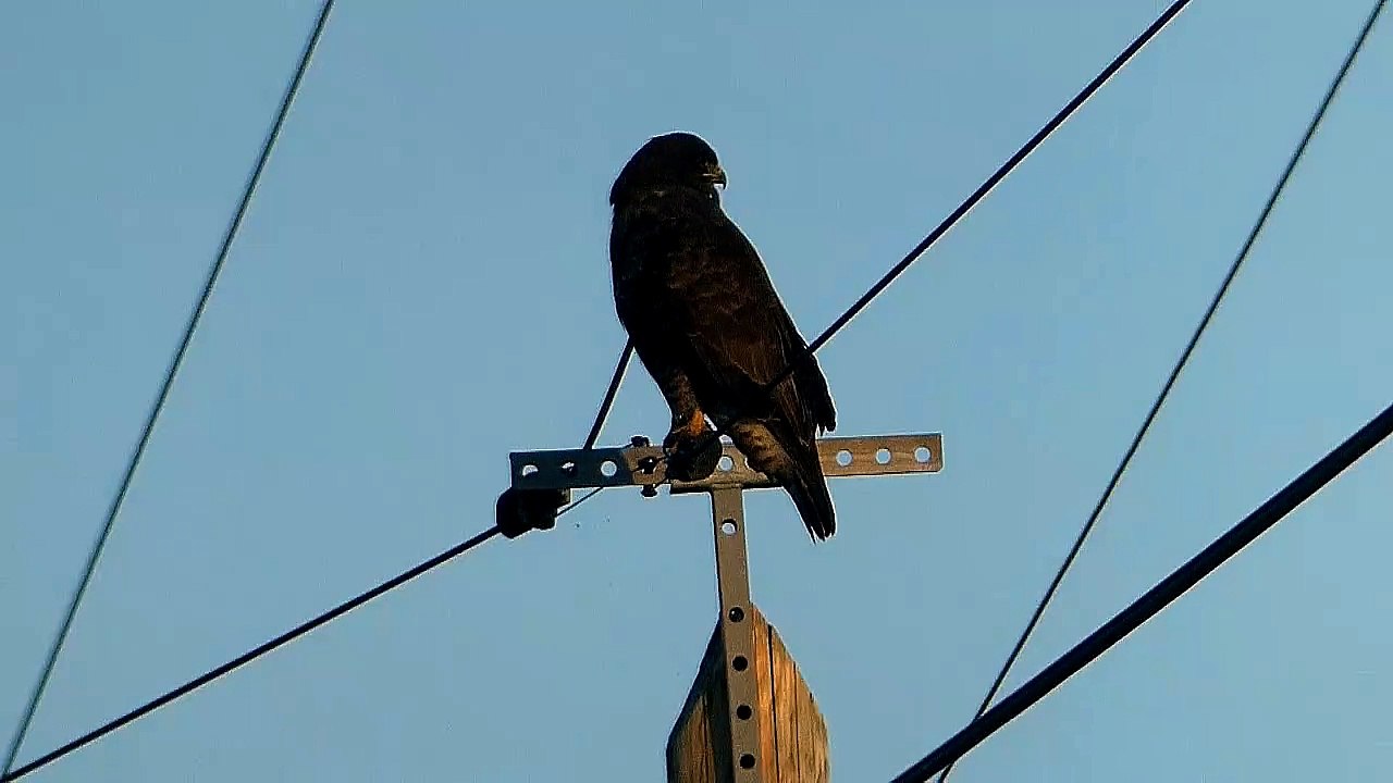 buse variable sur un poteau électrique