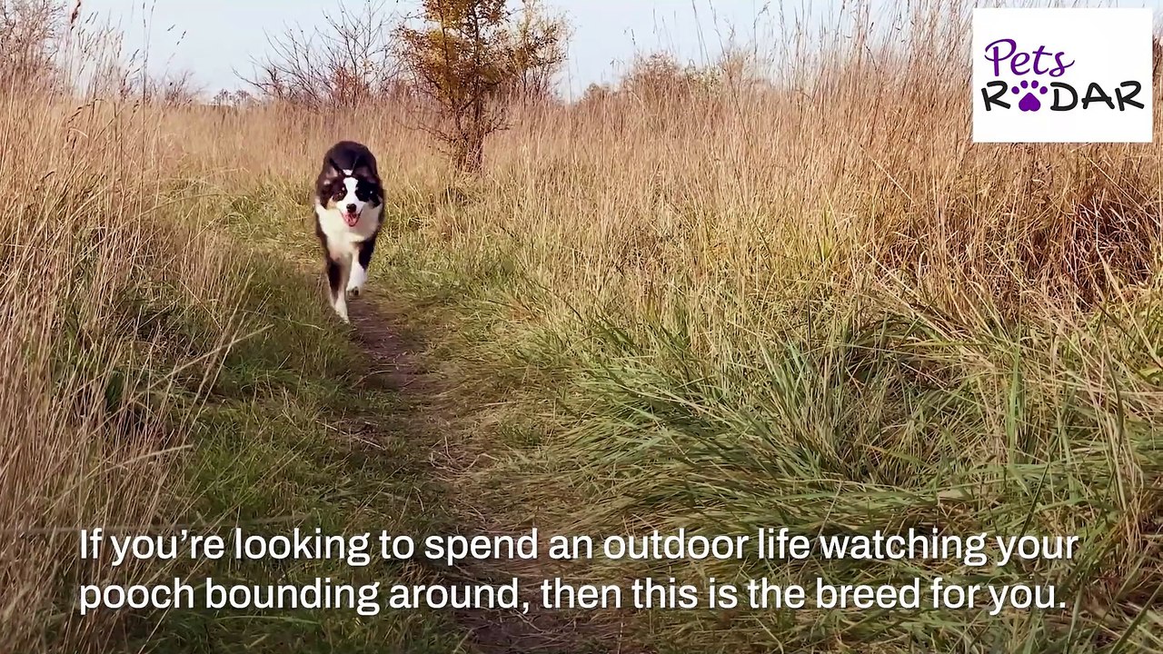 Healthiest Dog Breeds With The Least Health Issues