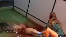 عندما يُمسك التمساح بفريسته.. هل هناك فرصة للنجاة؟ 😨 _shorts(360P)