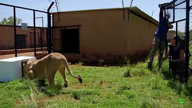 El Fascinante Mundo de los Felinos: Capítulo 3 de Documentales Animales