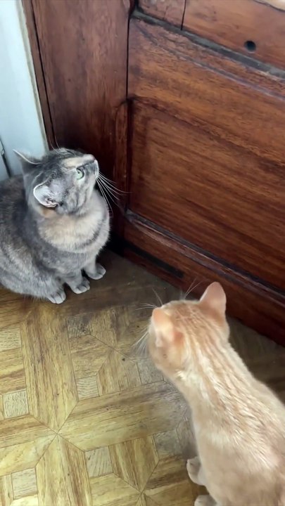 Sounds that attract cats - Meow to make cats come to you