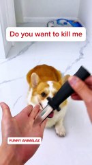 prank dog knife,prank dog, Funny Dog