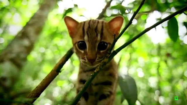 Felinos: Documentales Animales - Descubre el Mundo de los Grandes Felinos